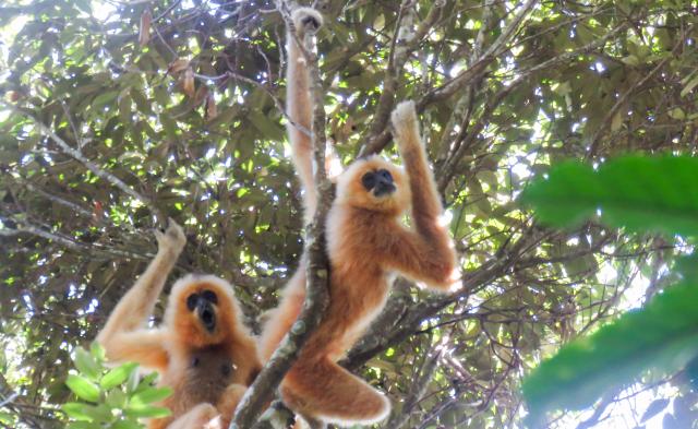 (261025) -- HAIKOU, Oct. 25, 2026 (Xinhua) -- Hainan gibbons are seen in Bawangling, part of the Hainan Tropical Rainforest National Park, in south China's Hainan Province, May 28, 2026. TO GO WITH "Across China: Climbing Hainan gibbon population demonstrates China's environmental protection efforts" (Photo by Li Wenyong/Xinhua)