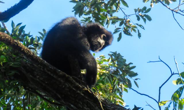 (261025) -- HAIKOU, Oct. 25, 2026 (Xinhua) -- A Hainan gibbon is seen in Bawangling, part of the Hainan Tropical Rainforest National Park, in south China's Hainan Province, May 28, 2026. TO GO WITH "Across China: Climbing Hainan gibbon population demonstrates China's environmental protection efforts" (Photo by Li Wenyong/Xinhua)