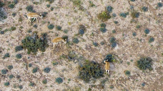 (261025) -- YINCHUAN, Oct. 25, 2026 (Xinhua) -- An aerial drone photo taken on Oct. 17, 2026 shows goitered gazelles at the southeastern edge of the Tengger Desert in the Zhongwei Shapotou National Nature Reserve, northwest China's Ningxia Hui Autonomous Region. The Zhongwei Shapotou National Nature Reserve in Ningxia has been carrying out sustained sand control efforts in recent years, achieving a significant increase in vegetation coverage and a continuous improvement in wildlife habitats. 
  Monitoring shows that the goitered gazelle, a species under second-class national protection in China, has established several multiple colonies here and its population is on a steady rise. (Xinhua/Wang Peng)