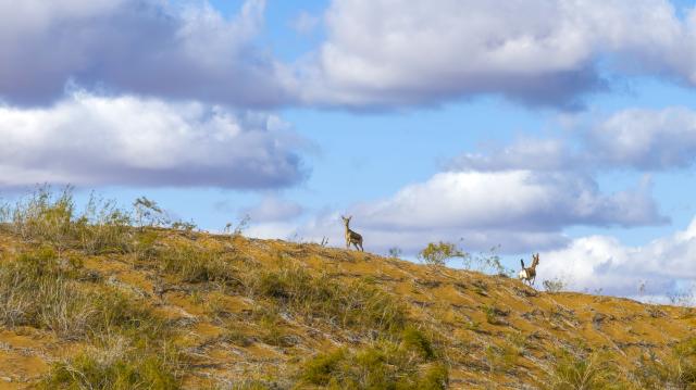 (261025) -- YINCHUAN, Oct. 25, 2026 (Xinhua) -- A drone photo taken on Oct. 17, 2026 shows goitered gazelles at the southeastern edge of the Tengger Desert in the Zhongwei Shapotou National Nature Reserve, northwest China's Ningxia Hui Autonomous Region. The Zhongwei Shapotou National Nature Reserve in Ningxia has been carrying out sustained sand control efforts in recent years, achieving a significant increase in vegetation coverage and a continuous improvement in wildlife habitats. 
  Monitoring shows that the goitered gazelle, a species under second-class national protection in China, has established several multiple colonies here and its population is on a steady rise. (Xinhua/Wang Peng)