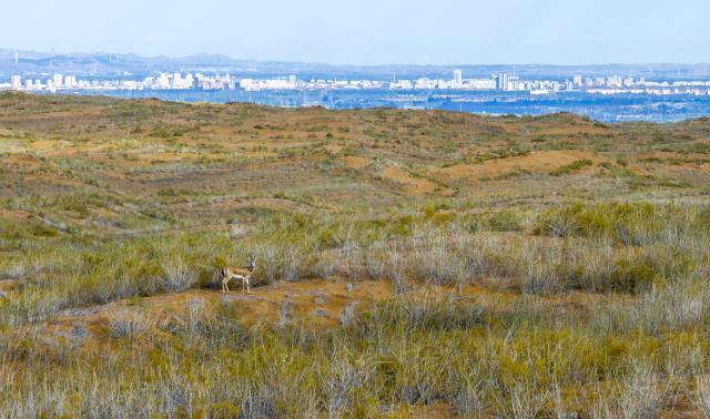 (261025) -- YINCHUAN, Oct. 25, 2026 (Xinhua) -- A drone photo taken on Oct. 17, 2026 shows a goitered gazelle at the southeastern edge of the Tengger Desert in the Zhongwei Shapotou National Nature Reserve, northwest China's Ningxia Hui Autonomous Region. The Zhongwei Shapotou National Nature Reserve in Ningxia has been carrying out sustained sand control efforts in recent years, achieving a significant increase in vegetation coverage and a continuous improvement in wildlife habitats. 
  Monitoring shows that the goitered gazelle, a species under second-class national protection in China, has established several multiple colonies here and its population is on a steady rise. (Xinhua/Wang Peng)