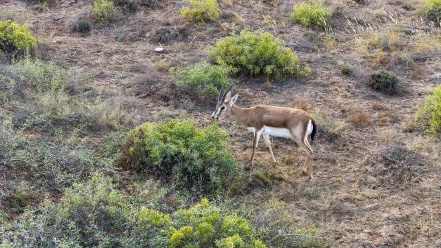(261025) -- YINCHUAN, Oct. 25, 2026 (Xinhua) -- A drone photo taken on Oct. 17, 2026 shows a goitered gazelle at the southeastern edge of the Tengger Desert in the Zhongwei Shapotou National Nature Reserve, northwest China's Ningxia Hui Autonomous Region. The Zhongwei Shapotou National Nature Reserve in Ningxia has been carrying out sustained sand control efforts in recent years, achieving a significant increase in vegetation coverage and a continuous improvement in wildlife habitats. 
  Monitoring shows that the goitered gazelle, a species under second-class national protection in China, has established several multiple colonies here and its population is on a steady rise. (Xinhua/Wang Peng)