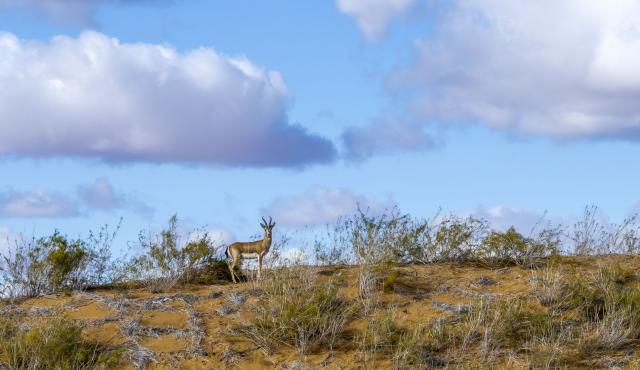 (261025) -- YINCHUAN, Oct. 25, 2026 (Xinhua) -- A drone photo taken on Oct. 17, 2026 shows a goitered gazelle at the southeastern edge of the Tengger Desert in the Zhongwei Shapotou National Nature Reserve, northwest China's Ningxia Hui Autonomous Region. The Zhongwei Shapotou National Nature Reserve in Ningxia has been carrying out sustained sand control efforts in recent years, achieving a significant increase in vegetation coverage and a continuous improvement in wildlife habitats. 
  Monitoring shows that the goitered gazelle, a species under second-class national protection in China, has established several multiple colonies here and its population is on a steady rise. (Xinhua/Wang Peng)