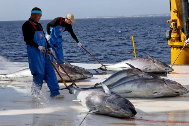 (261025) -- VALLETTA, Oct. 25, 2026 (Xinhua) -- Bluefin tuna are seen being transported to Ocean Star, an ultra-low temperature processing and transportation vessel of China on the Mediterranean sea east of Malta, Oct. 9, 2026. TO GO WITH "Interview: Maltese bluefin tuna producer sees bigger opportunities in China" (Xinhua/Li Jing)
