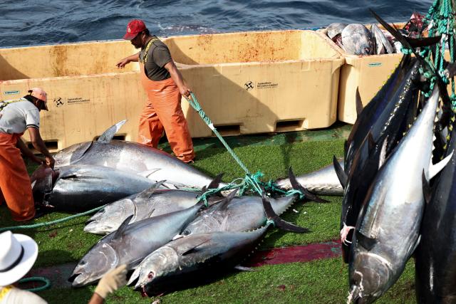 (261025) -- VALLETTA, Oct. 25, 2026 (Xinhua) -- Workers harvest Bluefin tuna at a fishing farm on the Mediterranean sea east of Malta, Oct. 9, 2026. TO GO WITH "Interview: Maltese bluefin tuna producer sees bigger opportunities in China" (Xinhua/Li Jing)
