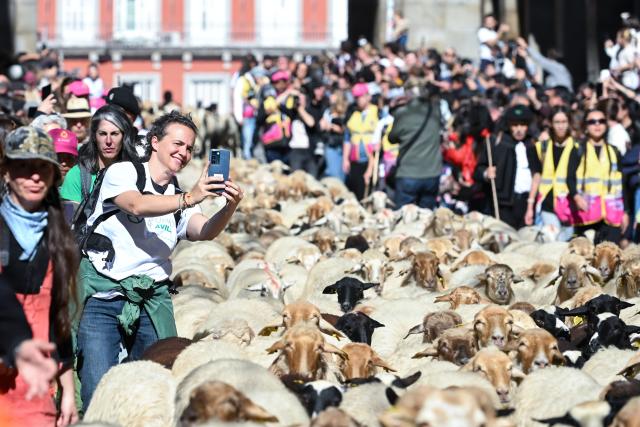 (261025) -- MADRID, Oct. 25, 2026 (Xinhua) -- A woman takes photo of sheep and goats walking through a street during the Transhumance Festival in Madrid, Spain, Oct. 25, 2026. The festival originated from the transhumance practice, in which shepherds in winter drove their cattle and sheep from the mountains to the warm meadows to ensure feeding of their animals. (Photo by Gustavo Valiente/Xinhua)
