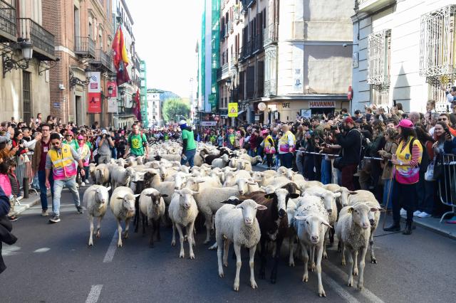 (261025) -- MADRID, Oct. 25, 2026 (Xinhua) -- Sheep and goats walk through a street during the Transhumance Festival in Madrid, Spain, Oct. 25, 2026. The festival originated from the transhumance practice, in which shepherds in winter drove their cattle and sheep from the mountains to the warm meadows to ensure feeding of their animals. (Photo by Gustavo Valiente/Xinhua)