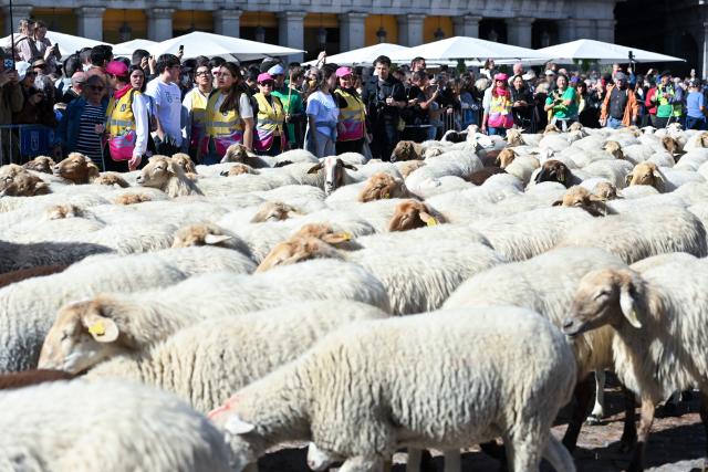 (261025) -- MADRID, Oct. 25, 2026 (Xinhua) -- Sheep and goats walk through a street during the Transhumance Festival in Madrid, Spain, Oct. 25, 2026. The festival originated from the transhumance practice, in which shepherds in winter drove their cattle and sheep from the mountains to the warm meadows to ensure feeding of their animals. (Photo by Gustavo Valiente/Xinhua)