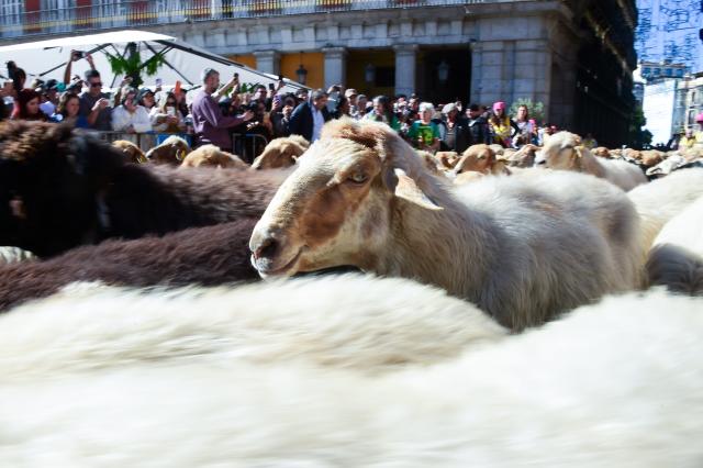 (261025) -- MADRID, Oct. 25, 2026 (Xinhua) -- Sheep and goats walk through a street during the Transhumance Festival in Madrid, Spain, Oct. 25, 2026. The festival originated from the transhumance practice, in which shepherds in winter drove their cattle and sheep from the mountains to the warm meadows to ensure feeding of their animals. (Photo by Gustavo Valiente/Xinhua)