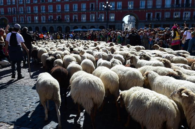 (261025) -- MADRID, Oct. 25, 2026 (Xinhua) -- Sheep and goats walk through a street during the Transhumance Festival in Madrid, Spain, Oct. 25, 2026. The festival originated from the transhumance practice, in which shepherds in winter drove their cattle and sheep from the mountains to the warm meadows to ensure feeding of their animals. (Photo by Gustavo Valiente/Xinhua)