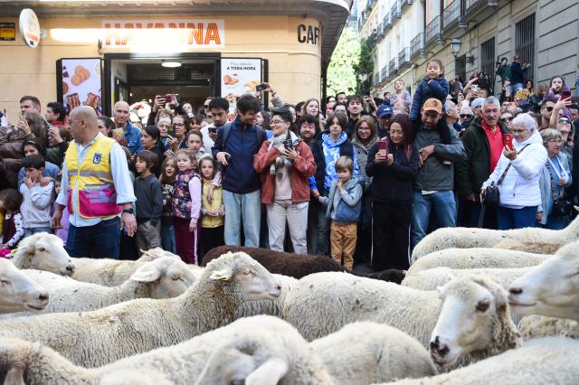 (261025) -- MADRID, Oct. 25, 2026 (Xinhua) -- People watch sheep and goats walking through a street during the Transhumance Festival in Madrid, Spain, Oct. 25, 2026. The festival originated from the transhumance practice, in which shepherds in winter drove their cattle and sheep from the mountains to the warm meadows to ensure feeding of their animals. (Photo by Gustavo Valiente/Xinhua)