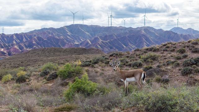 (261026) -- BEIJING, Oct. 26, 2026 (Xinhua) -- A drone photo taken on Oct. 17, 2026 shows a goitered gazelle at the southeastern edge of the Tengger Desert in the Zhongwei Shapotou National Nature Reserve, northwest China's Ningxia Hui Autonomous Region. The Zhongwei Shapotou National Nature Reserve in Ningxia has been carrying out sustained sand control efforts in recent years, achieving a significant increase in vegetation coverage and a continuous improvement in wildlife habitats. 
  Monitoring shows that the goitered gazelle, a species under second-class national protection in China, has established several multiple colonies here and its population is on a steady rise. (Xinhua/Wang Peng)