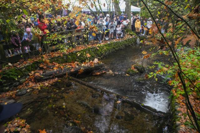 (261026) -- COQUITLAM, Oct. 26, 2026 (Xinhua) -- People gather along Hoy Creek to observe returning salmon during the Salmon Come Home event in Coquitlam, British Columbia, Canada, on Oct. 25, 2026. As the salmon spawning season gets underway in Canada's British Columbia province, people gathered at the annual Salmon Come Home event here on Sunday to observe returning salmon and learn about local efforts to protect their habitats. (Photo by Liang Sen/Xinhua)