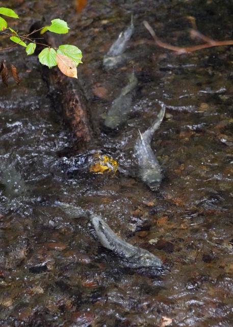 (261026) -- COQUITLAM, Oct. 26, 2026 (Xinhua) -- Salmon swim through shallow water in Hoy Creek in Coquitlam, British Columbia, Canada, on Oct. 25, 2026. As the salmon spawning season gets underway in Canada's British Columbia province, people gathered at the annual Salmon Come Home event here on Sunday to observe returning salmon and learn about local efforts to protect their habitats. (Photo by Liang Sen/Xinhua)