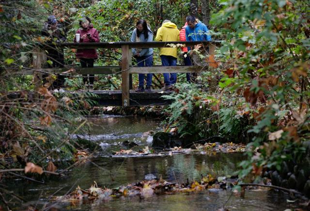 (261026) -- COQUITLAM, Oct. 26, 2026 (Xinhua) -- Visitors observe spawning salmon from a bridge along Hoy Creek during the Salmon Come Home event in Coquitlam, British Columbia, Canada, on Oct. 25, 2026. As the salmon spawning season gets underway in Canada's British Columbia province, people gathered at the annual Salmon Come Home event here on Sunday to observe returning salmon and learn about local efforts to protect their habitats. (Photo by Liang Sen/Xinhua)