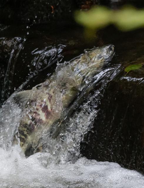 (261026) -- COQUITLAM, Oct. 26, 2026 (Xinhua) -- A salmon struggles upstream in Hoy Creek in Coquitlam, British Columbia, Canada, on Oct. 25, 2026. As the salmon spawning season gets underway in Canada's British Columbia province, people gathered at the annual Salmon Come Home event here on Sunday to observe returning salmon and learn about local efforts to protect their habitats. (Photo by Liang Sen/Xinhua)