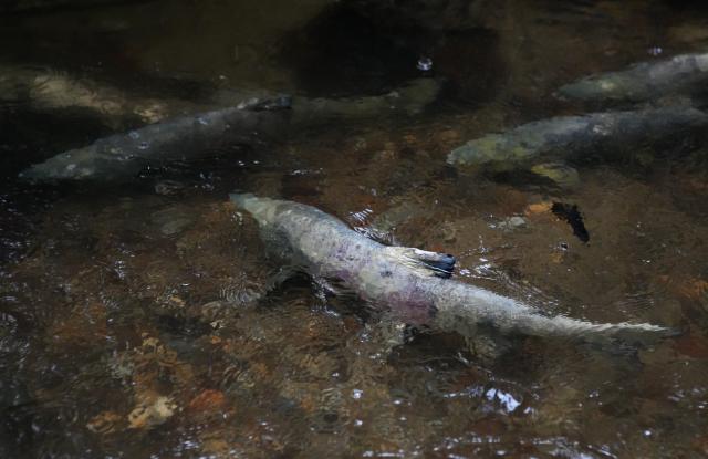 (261026) -- COQUITLAM, Oct. 26, 2026 (Xinhua) -- A spawning salmon swims in Hoy Creek in Coquitlam, British Columbia, Canada, on Oct. 25, 2026. As the salmon spawning season gets underway in Canada's British Columbia province, people gathered at the annual Salmon Come Home event here on Sunday to observe returning salmon and learn about local efforts to protect their habitats. (Photo by Liang Sen/Xinhua)