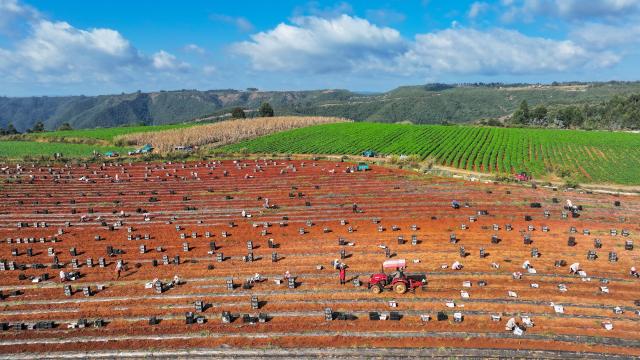(261026) -- BEIJING, Oct. 26, 2026 (Xinhua) -- A drone photo taken on Oct. 23, 2026 shows villagers harvesting sweet potatoes in Xiaobaihu Town of Luliang County in Qujing City, southwest China's Yunnan Province. (Photo by Wang Yong/Xinhua)