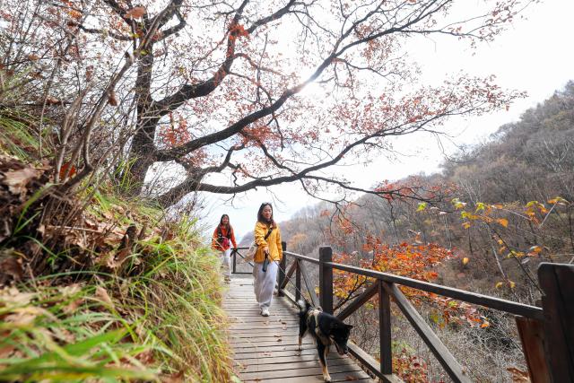 (261026) -- BEIJING, Oct. 26, 2026 (Xinhua) -- Tourists visit Wuyuezhai national forest park in Lingshou County of Shijiazhuang, north China's Hebei Province, Oct. 20, 2026. (Photo by Liang Zidong/Xinhua)