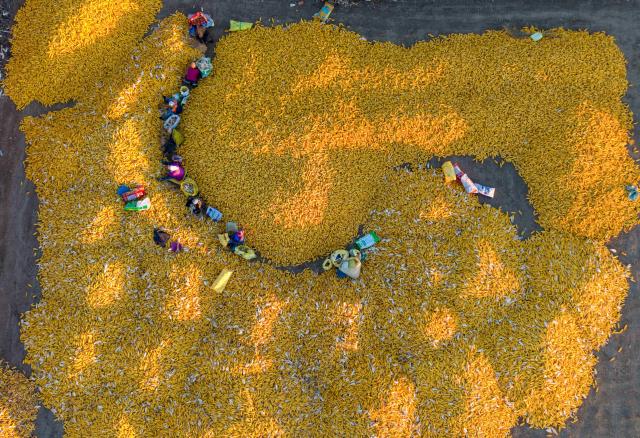 (261027) -- BEIJING, Oct. 27, 2026 (Xinhua) -- An aerial drone photo taken on Oct. 25, 2026 shows farmers arranging corn at a drying yard in Tangyuan County of Jiamusi City, northeast China's Heilongjiang Province. (Photo by Zhu Zongqiang/Xinhua)