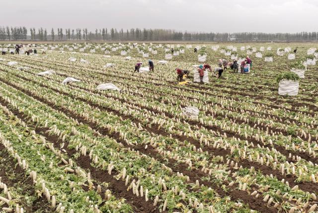 (261027) -- TANGSHAN, Oct. 27, 2026 (Xinhua) -- A drone photo taken on Oct. 26, 2026 shows farmers harvesting white radishes at a field in Fengnan District of Tangshan City, north China's Hebei Province. In recent years, Fengnan District has prioritized the development of distinctive agricultural products as a key engine for local rural revitalization.
  By promoting collaboration among agricultural cooperatives, planting bases and local households, Fengnan has vigorously optimized its specialty agriculture and implemented standardized management. These efforts have boosted agricultural efficiency here as well as increased farmers' incomes. (Xinhua/Yang Shiyao)