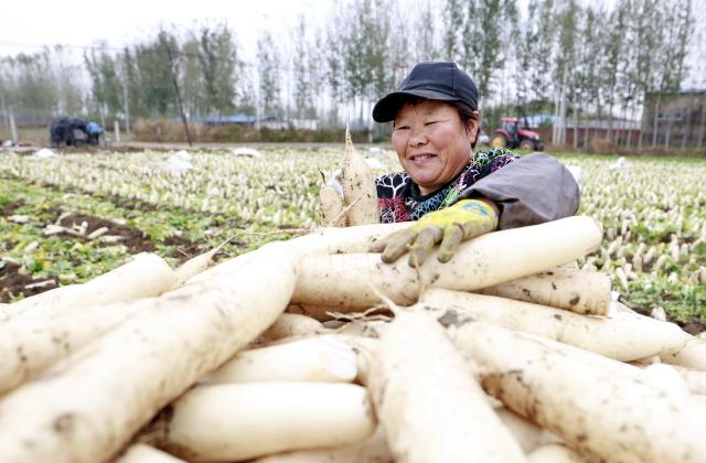 (261027) -- TANGSHAN, Oct. 27, 2026 (Xinhua) -- A farmer harvests white radishes at a field in Fengnan District of Tangshan City, north China's Hebei Province, Oct. 26, 2026. In recent years, Fengnan District has prioritized the development of distinctive agricultural products as a key engine for local rural revitalization.
  By promoting collaboration among agricultural cooperatives, planting bases and local households, Fengnan has vigorously optimized its specialty agriculture and implemented standardized management. These efforts have boosted agricultural efficiency here as well as increased farmers' incomes. (Xinhua/Yang Shiyao)