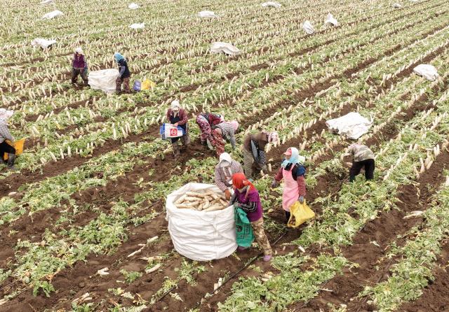 (261027) -- TANGSHAN, Oct. 27, 2026 (Xinhua) -- A drone photo taken on Oct. 26, 2026 shows farmers harvesting white radishes at a field in Fengnan District of Tangshan City, north China's Hebei Province. In recent years, Fengnan District has prioritized the development of distinctive agricultural products as a key engine for local rural revitalization.
  By promoting collaboration among agricultural cooperatives, planting bases and local households, Fengnan has vigorously optimized its specialty agriculture and implemented standardized management. These efforts have boosted agricultural efficiency here as well as increased farmers' incomes. (Xinhua/Yang Shiyao)