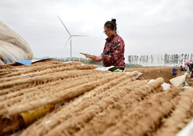 (261027) -- TANGSHAN, Oct. 27, 2026 (Xinhua) -- A farmer harvests Chinese yam at a field in Fengnan District of Tangshan City, north China's Hebei Province, Oct. 26, 2026. In recent years, Fengnan District has prioritized the development of distinctive agricultural products as a key engine for local rural revitalization.
  By promoting collaboration among agricultural cooperatives, planting bases and local households, Fengnan has vigorously optimized its specialty agriculture and implemented standardized management. These efforts have boosted agricultural efficiency here as well as increased farmers' incomes. (Xinhua/Yang Shiyao)