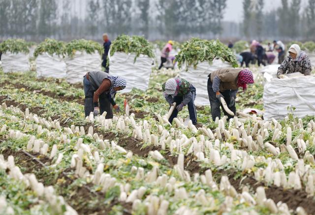 (261027) -- TANGSHAN, Oct. 27, 2026 (Xinhua) -- Farmers harvest white radishes at a field in Fengnan District of Tangshan City, north China's Hebei Province, Oct. 26, 2026. In recent years, Fengnan District has prioritized the development of distinctive agricultural products as a key engine for local rural revitalization.
  By promoting collaboration among agricultural cooperatives, planting bases and local households, Fengnan has vigorously optimized its specialty agriculture and implemented standardized management. These efforts have boosted agricultural efficiency here as well as increased farmers' incomes. (Xinhua/Yang Shiyao)