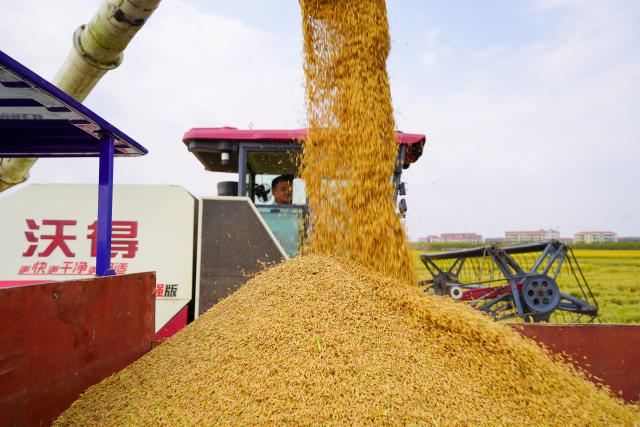 (261027) -- CHANGSHA, Oct. 27, 2026 (Xinhua) -- A villager loads harvested rice in Hengyang County, central China's Hunan Province, Oct. 26, 2026. (Photo by Liu Xinrong/Xinhua)