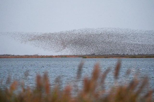 (261027) -- DONGYING, Oct. 27, 2026 (Xinhua) -- Migratory birds fly over the Yellow River Delta National Nature Reserve in Dongying City, east China's Shandong Province, Oct. 25, 2026. The Yellow River Delta is a key area for the conservation of migratory waterbirds along international flyways. Of the world's nine major migratory routes, two pass through this region. Millions of birds pass through each year, earning the delta a reputation as an "international airport" for avian travelers. (Xinhua/Zhu Zheng)