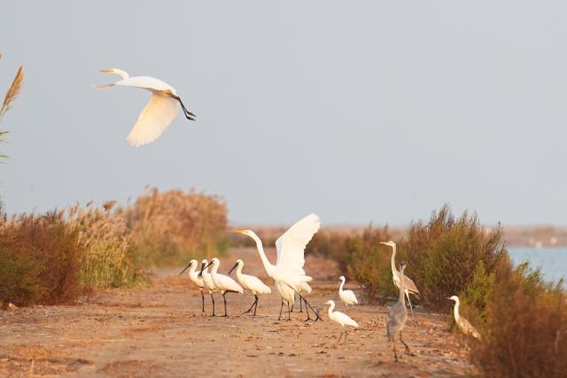 (261027) -- DONGYING, Oct. 27, 2026 (Xinhua) -- Birds rest in the Yellow River Delta National Nature Reserve in Dongying City, east China's Shandong Province, Oct. 26, 2026. The Yellow River Delta is a key area for the conservation of migratory waterbirds along international flyways. Of the world's nine major migratory routes, two pass through this region. Millions of birds pass through each year, earning the delta a reputation as an "international airport" for avian travelers. (Xinhua/Zhu Zheng)