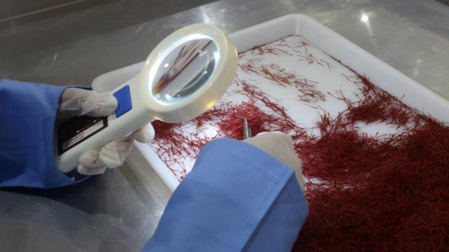 (261028) -- KABUL, Oct. 28, 2026 (Xinhua) -- A worker of Jahan Saffron selects saffron for display at the 9th China International Import Expo (CIIE) in Herat Province, Afghanistan, Oct. 24, 2026. TO GO WITH "Feature: Afghan entrepreneurs look to China's annual import expo to unlock global markets" (Photo by Mashal/Xinhua)