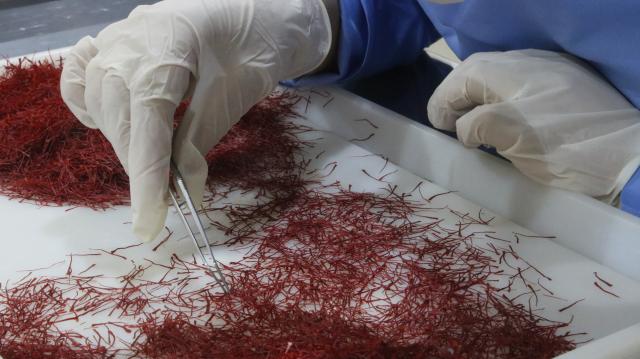 (261028) -- KABUL, Oct. 28, 2026 (Xinhua) -- A worker of Jahan Saffron selects saffron for display at the 9th China International Import Expo (CIIE) in Herat Province, Afghanistan, Oct. 24, 2026. TO GO WITH "Feature: Afghan entrepreneurs look to China's annual import expo to unlock global markets" (Photo by Mashal/Xinhua)
