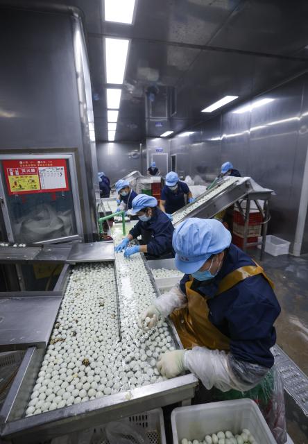 (261028) -- JINHUA, Oct. 28, 2026 (Xinhua) -- Workers sort out quail eggs at a quail egg processing company in Jindong District, Jinhua City of east China's Zhejiang Province on Oct. 27, 2026. In recent years, Jindong District of Jinhua City has actively developed a cooperative-plus-farmer model for quail breeding, promoting the construction of intelligent quail breeding bases and an integrated quail industrial chain covering breeding, hatching, processing and sales.
   By 2025, the output of quail eggs had reached over 30,000 tonnes, with a value of approximately 300 million yuan (about 45 million U.S. dollars), boosting farmers' incomes. (Xinhua/Xu Yu)