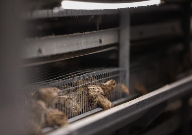 (261028) -- JINHUA, Oct. 28, 2026 (Xinhua) -- This photo taken on Oct. 27, 2026 shows an intelligent quail breeding base in Jindong District, Jinhua City of east China's Zhejiang Province. In recent years, Jindong District of Jinhua City has actively developed a cooperative-plus-farmer model for quail breeding, promoting the construction of intelligent quail breeding bases and an integrated quail industrial chain covering breeding, hatching, processing and sales.
   By 2025, the output of quail eggs had reached over 30,000 tonnes, with a value of approximately 300 million yuan (about 45 million U.S. dollars), boosting farmers' incomes. (Xinhua/Xu Yu)