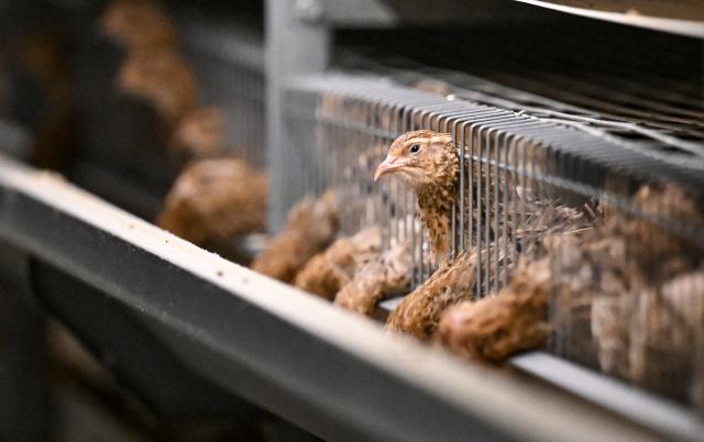 (261028) -- JINHUA, Oct. 28, 2026 (Xinhua) -- This photo taken on Oct. 27, 2026 shows quails fed at an intelligent quail breeding base in Jindong District, Jinhua City of east China's Zhejiang Province. In recent years, Jindong District of Jinhua City has actively developed a cooperative-plus-farmer model for quail breeding, promoting the construction of intelligent quail breeding bases and an integrated quail industrial chain covering breeding, hatching, processing and sales.
   By 2025, the output of quail eggs had reached over 30,000 tonnes, with a value of approximately 300 million yuan (about 45 million U.S. dollars), boosting farmers' incomes. (Xinhua/Chen Yehua)