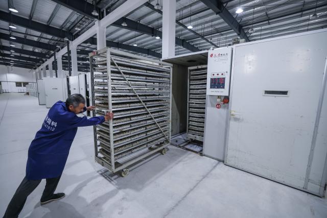 (261028) -- JINHUA, Oct. 28, 2026 (Xinhua) -- A worker puts quail eggs into an automated hatching device at an intelligent quail breeding base in Jindong District, Jinhua City of east China's Zhejiang Province on Oct. 27, 2026. In recent years, Jindong District of Jinhua City has actively developed a cooperative-plus-farmer model for quail breeding, promoting the construction of intelligent quail breeding bases and an integrated quail industrial chain covering breeding, hatching, processing and sales.
   By 2025, the output of quail eggs had reached over 30,000 tonnes, with a value of approximately 300 million yuan (about 45 million U.S. dollars), boosting farmers' incomes. (Xinhua/Xu Yu)