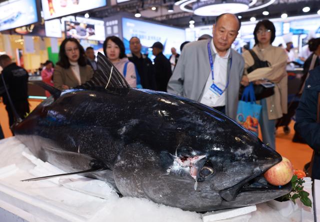 (261028) -- QINGDAO, Oct. 28, 2026 (Xinhua) -- Visitors view a tuna from Malta exhibited at the 29th China Fisheries & Seafood Expo in Qingdao, east China's Shandong Province, Oct. 28, 2026. The expo kicked off here on Wednesday, with an exhibition area of approximately 120,000 square meters, showcasing exhibits covering aquatic raw materials and processed products, aquaculture and processing technologies and equipment, and cold chain logistics facilities. The expo, which will last until Oct. 30, has attracted numerous domestic and international manufacturers and buyers to seek business opportunities. (Xinhua/Gao Jing)