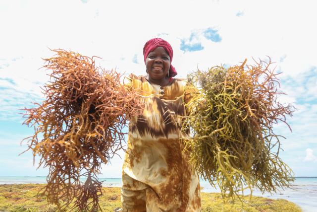 (261028) -- ZANZIBAR, Oct. 28, 2026 (Xinhua) -- Bahati Issa Suleiman, a seaweed farmer, displays harvested seaweed in Zanzibar, Tanzania, Oct. 26, 2026. TO GO WITH "Feature: Tanzania's Zanzibar seaweed farmers pin hopes on China's import expo" (Xinhua/Emmanuel Herman)