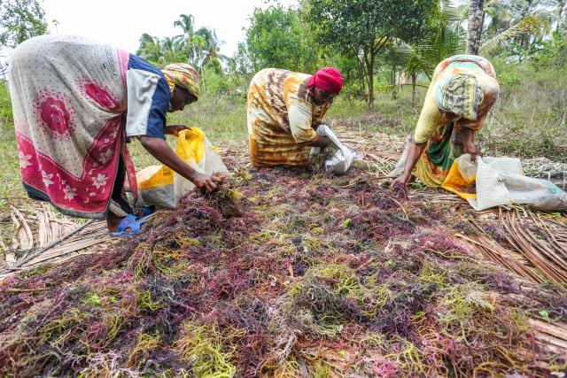 (261028) -- ZANZIBAR, Oct. 28, 2026 (Xinhua) -- Women sort harvested seaweed in Zanzibar, Tanzania, Oct. 26, 2026. TO GO WITH "Feature: Tanzania's Zanzibar seaweed farmers pin hopes on China's import expo" (Xinhua/Emmanuel Herman)