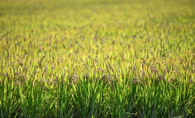 (261028) -- JIAXING, Oct. 28, 2026 (Xinhua) -- This photo taken on Oct. 28, 2026 shows a view in the rice field in Xinghuo Village, Nanhu District of Jiaxing City, east China's Zhejiang Province. Recently, 140,000 mu (about 9,333 hectares) of late rice in Nanhu District of Jiaxing City has entered the harvest season. Farmers are making the most of the fine weather to conduct rice harvest and process by using automated equipment. (Xinhua/Chen Yehua)