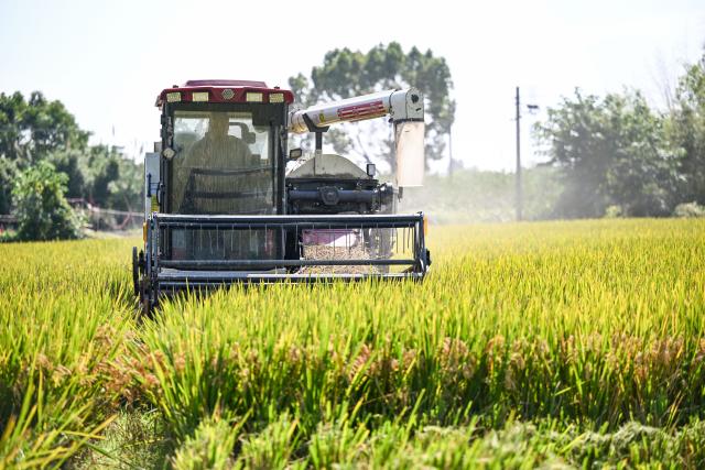 (261028) -- JIAXING, Oct. 28, 2026 (Xinhua) -- This photo taken on Oct. 28, 2026 shows a harvester working in the rice field in Xinghuo Village, Nanhu District of Jiaxing City, east China's Zhejiang Province. Recently, 140,000 mu (about 9,333 hectares) of late rice in Nanhu District of Jiaxing City has entered the harvest season. Farmers are making the most of the fine weather to conduct rice harvest and process by using automated equipment. (Xinhua/Chen Yehua)