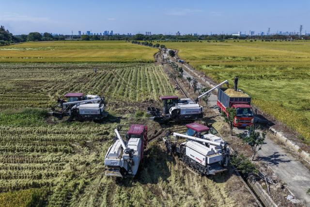 (261028) -- JIAXING, Oct. 28, 2026 (Xinhua) -- A drone photo taken on Oct. 28, 2026 shows harvesters working in the rice field in Xinghuo Village, Nanhu District of Jiaxing City, east China's Zhejiang Province. Recently, 140,000 mu (about 9,333 hectares) of late rice in Nanhu District of Jiaxing City has entered the harvest season. Farmers are making the most of the fine weather to conduct rice harvest and process by using automated equipment. (Xinhua/Xu Yu)