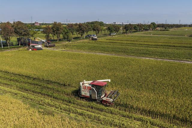 (261028) -- JIAXING, Oct. 28, 2026 (Xinhua) -- A drone photo taken on Oct. 28, 2026 shows harvesters working in the rice field in Xinghuo Village, Nanhu District of Jiaxing City, east China's Zhejiang Province. Recently, 140,000 mu (about 9,333 hectares) of late rice in Nanhu District of Jiaxing City has entered the harvest season. Farmers are making the most of the fine weather to conduct rice harvest and process by using automated equipment. (Xinhua/Xu Yu)