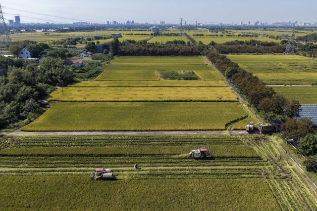 (261028) -- JIAXING, Oct. 28, 2026 (Xinhua) -- A drone photo taken on Oct. 28, 2026 shows harvesters working in the rice field in Xinghuo Village, Nanhu District of Jiaxing City, east China's Zhejiang Province. Recently, 140,000 mu (about 9,333 hectares) of late rice in Nanhu District of Jiaxing City has entered the harvest season. Farmers are making the most of the fine weather to conduct rice harvest and process by using automated equipment. (Xinhua/Xu Yu)