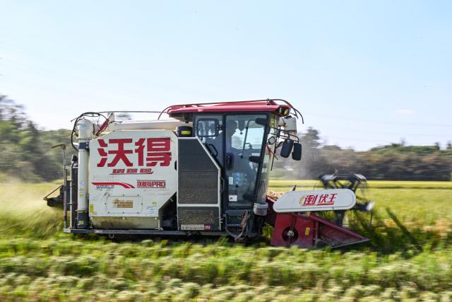 (261028) -- JIAXING, Oct. 28, 2026 (Xinhua) -- This photo taken on Oct. 28, 2026 shows a harvester working in the rice field in Xinghuo Village, Nanhu District of Jiaxing City, east China's Zhejiang Province. Recently, 140,000 mu (about 9,333 hectares) of late rice in Nanhu District of Jiaxing City has entered the harvest season. Farmers are making the most of the fine weather to conduct rice harvest and process by using automated equipment. (Xinhua/Chen Yehua)