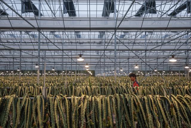(261028) -- JINHUA, Oct. 28, 2026 (Xinhua) -- A staff member patrols in a smart greenhouse at an agricultural science and technology industrial park in Jindong District of Jinhua City, east China's Zhejiang Province, Oct. 27, 2026. The agricultural science and technology industrial park was established in September 2023 as a designated benchmark project for modern agriculture in Jindong District of Jinhua City. 
   The park covers an area of 198.2 mu (about 13.2 hectares), including modern agricultural smart greenhouses, outdoor standardized planting areas, as well as supporting facilities such as water sources and parking lots. It aims to create an intelligent agricultural comprehensive industrial park integrating seedling research and development, ecological planting, deep processing, brand sales, tourism, and agricultural technology demonstration.
   The park has introduced specialty fruit and vegetable varieties of pineapples, dragon fruits, and blueberries to build a demonstration model for high-end tropical fruit and vegetable planting. It has revitalized the idle land resources in the area, optimized the regional agricultural industrial structure. (Xinhua/Xu Yu)