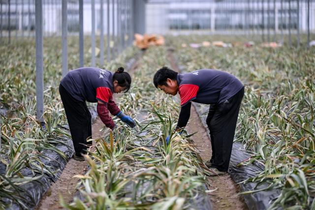 (261028) -- JINHUA, Oct. 28, 2026 (Xinhua) -- Staff members tend pineapples in a smart greenhouse at an agricultural science and technology industrial park in Jindong District of Jinhua City, east China's Zhejiang Province, Oct. 27, 2026. The agricultural science and technology industrial park was established in September 2023 as a designated benchmark project for modern agriculture in Jindong District of Jinhua City. 
   The park covers an area of 198.2 mu (about 13.2 hectares), including modern agricultural smart greenhouses, outdoor standardized planting areas, as well as supporting facilities such as water sources and parking lots. It aims to create an intelligent agricultural comprehensive industrial park integrating seedling research and development, ecological planting, deep processing, brand sales, tourism, and agricultural technology demonstration.
   The park has introduced specialty fruit and vegetable varieties of pineapples, dragon fruits, and blueberries to build a demonstration model for high-end tropical fruit and vegetable planting. It has revitalized the idle land resources in the area, optimized the regional agricultural industrial structure. (Xinhua/Chen Yehua)