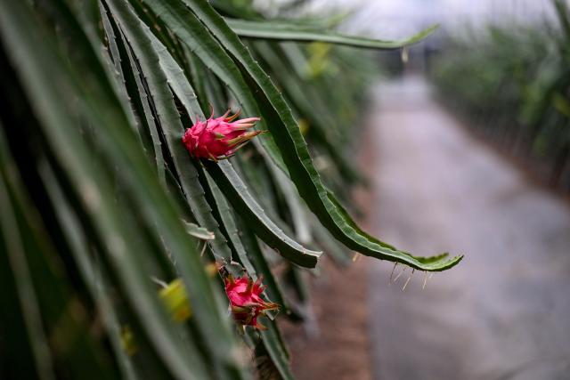 (261028) -- JINHUA, Oct. 28, 2026 (Xinhua) -- Dragon fruits are pictured in a smart greenhouse at an agricultural science and technology industrial park in Jindong District of Jinhua City, east China's Zhejiang Province, Oct. 27, 2026. The agricultural science and technology industrial park was established in September 2023 as a designated benchmark project for modern agriculture in Jindong District of Jinhua City. 
   The park covers an area of 198.2 mu (about 13.2 hectares), including modern agricultural smart greenhouses, outdoor standardized planting areas, as well as supporting facilities such as water sources and parking lots. It aims to create an intelligent agricultural comprehensive industrial park integrating seedling research and development, ecological planting, deep processing, brand sales, tourism, and agricultural technology demonstration.
   The park has introduced specialty fruit and vegetable varieties of pineapples, dragon fruits, and blueberries to build a demonstration model for high-end tropical fruit and vegetable planting. It has revitalized the idle land resources in the area, optimized the regional agricultural industrial structure. (Xinhua/Chen Yehua)